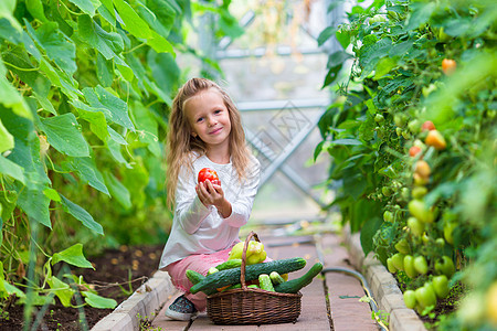 小姑娘在温室里收集黄瓜和番茄 收割时间到了农业素食主义者微笑花园孩子萝卜植物沙拉水芹玫瑰图片