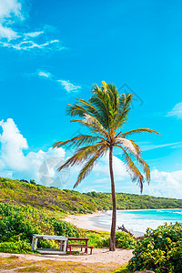 有白沙 绿绿海海水和大棕榈树的长堤热带海滩海岸海浪异国假期支撑风景美人鱼植物棕榈海景背景图片