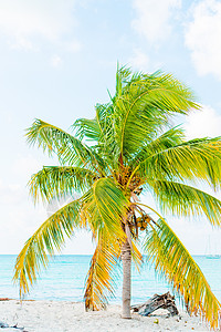 有白沙 绿绿海海水和大棕榈树的长堤热带海滩异国支撑旅行椰子棕榈海岸线戏剧性海浪地平线晴天图片
