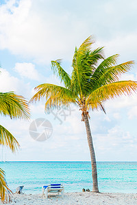 有白沙 绿绿海海水和大棕榈树的长堤热带海滩椰子海洋戏剧性晴天地平线天堂植物异国旅行海岸线背景图片