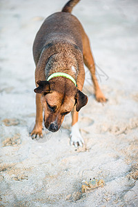 狗在沙滩上玩小螃蟹动物闲暇幸福运动荒野乐趣海洋宠物鼻子行动图片