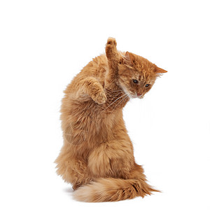 成年青毛红猫坐着抬起前爪 阿弥陀佛白色宠物毛皮哺乳动物小猫眼睛工作室爪子黄色橙子图片
