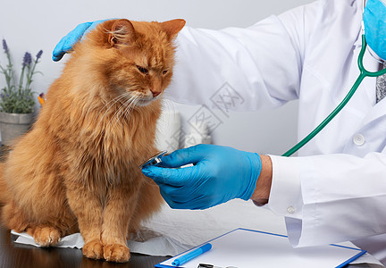 穿着白色医疗大衣和蓝色消毒手套的兽医男检查考试医生猫咪动物专家职业哺乳动物成人医院图片