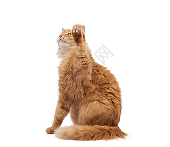 成年青毛红猫坐着抬起前爪 阿弥陀佛哺乳动物爪子白色黄色工作室眼睛胡须橙子动物猫科图片