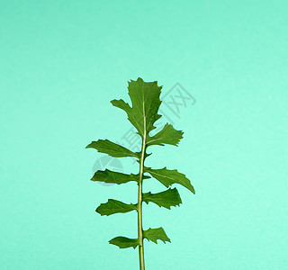 浅绿色背景中绿色生长的芝麻菜的幼叶图片