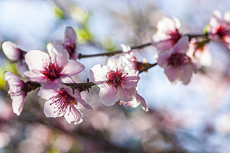 春天5号的桃花图片