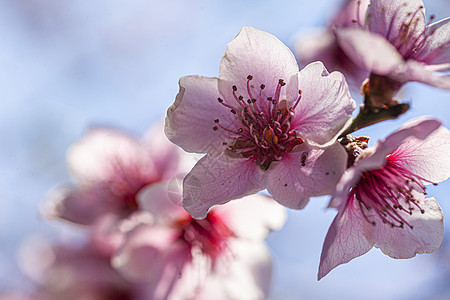 春天9号的桃花图片