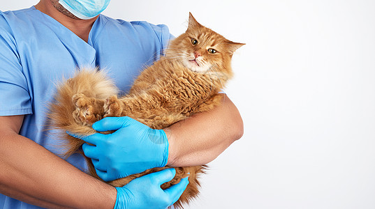 蓝制服兽医和不消毒的乳胶手套很大橙子小猫男性猫科医生诊所职业护士男人医师图片