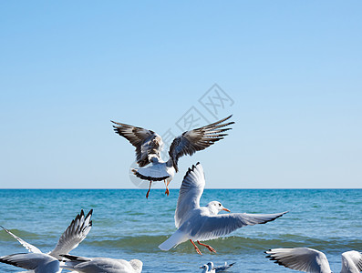 白海鸥群在黑海海岸的夏日中飞翔旅行黑色环境支撑野生动物海鸥天空蓝色自由羽毛图片