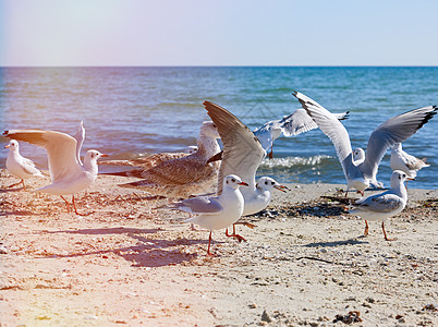 白海鸥群在黑海海岸的夏日中飞翔支撑海滩动物羽毛海浪蓝色自由野生动物旅行海岸图片