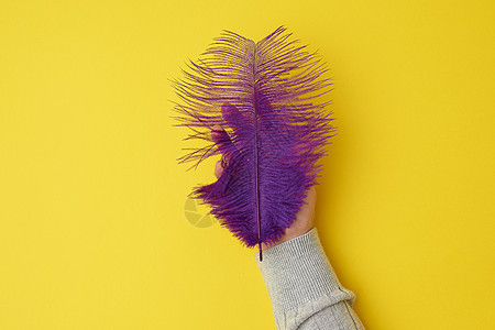 黄色背景上的紫色羽毛top vie翅膀动物魅力配饰图片