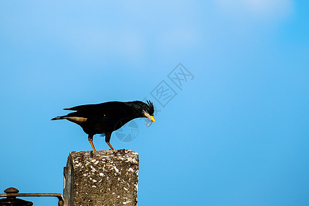 Starlings 鸟类或白夜鸟 Myna或在岗白色邮政排气生活天空栖息黑色八哥动物环境图片