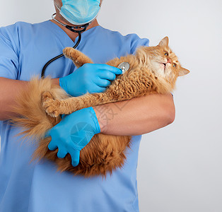 蓝色制服和无菌乳胶手套的兽医持有和护士外科男性诊所猫科治疗成人橙子药品职业图片