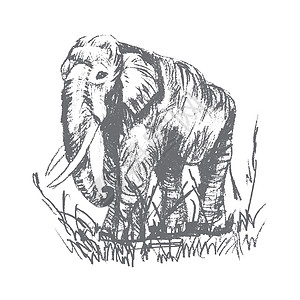 矢量雕刻大象风格草图哺乳动物象牙孵化主教动物绘画荒野古董图片