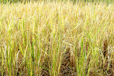 特写稻田大米厂草地稻种种植园收成植物群农场农田粮食植物稻壳图片