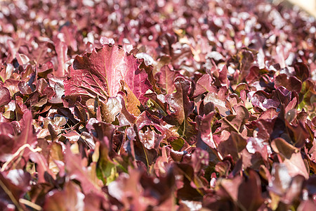 水栽培植物的生素草本植物温室营养食物生长沙拉树叶园艺饮食紫色图片
