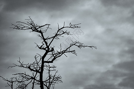 现出轮廓在黑暗的剧烈的天空和白色云彩的死树后面孤独世界干旱天气分支机构环境艺术悲伤危机季节图片