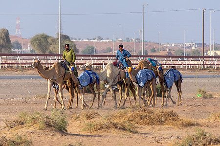 骆驼牧民沿赛道行走图片