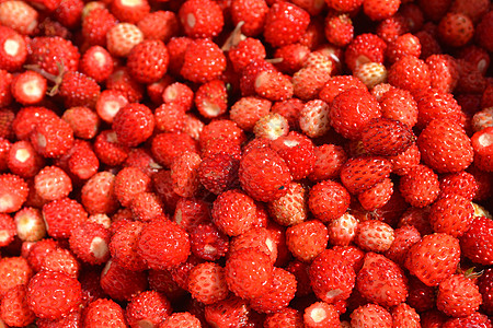 花很多红色多汁的野草莓 特写背景纹理背景