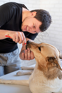 微笑的年轻人为混合品种牧羊犬刷牙刷子兽医牙疼药品医生牙科检查医院犬类考试图片