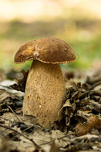 波西尼真菌食物感染橡木团体季节橙子植物荒野蔬菜叶子图片