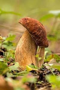 波西尼真菌苔藓森林菌类感染垃圾植物食物团体季节蔬菜图片