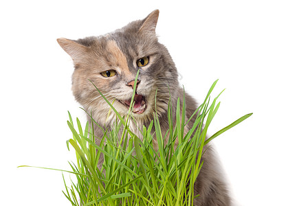 卡利科猫吃猫草宽慰草本植物叮咬营养牙齿三色饮食宠物哺乳动物动物图片
