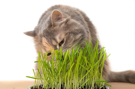 卡利科猫吃猫草宠物三色宽慰毛皮消化印花布动物哺乳动物饮食头发背景图片