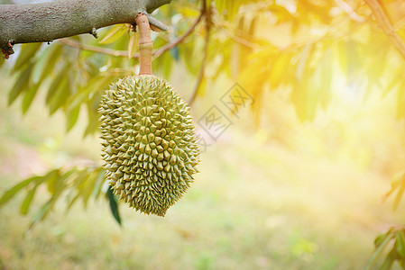 Durian果实挂在花园的树上图片