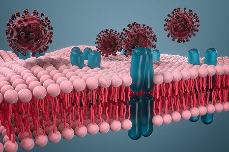 细胞膜和冠状病毒 医学概念 3D感应生物学科学生物教育运输生活药品插图糖脂细胞质图片