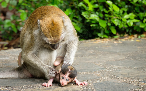 猴子猴照片猿猴虱子妈妈灵长类背景男性母亲眼睛家庭图片