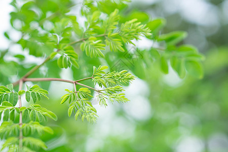 特写镜头年轻辣木树离开分支 草本和医学概念漏洞绿色蔬菜场地草本植物宏观药品热带营养辣根图片