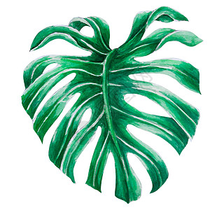 绿色龟背竹热带树叶水彩插图隔离丛林叶子异国墙纸艺术品花园植物群情调绘画森林图片
