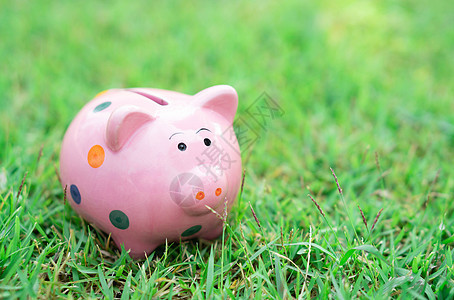 猪在绿草上 清晨阳光明亮的绿草地上投资 选择安全财富盒子退休玩具现金蓝色储蓄经济银行业图片