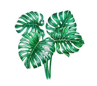 绿色龟背竹热带树叶水彩插图隔离森林白色艺术品棕榈绘画墙纸卡片艺术异国花园图片