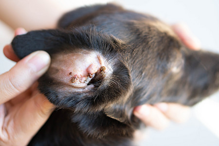 耳犬皮肤上的寄生虫 有选择性的焦点黑色红色哺乳动物女性跳蚤身体诊所宏观动物漏洞图片