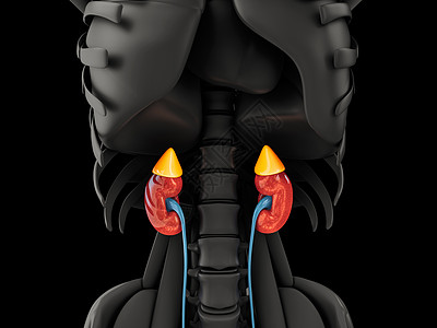 3d 肾脏插图 科学医学教育材料 包括剪切路径图片