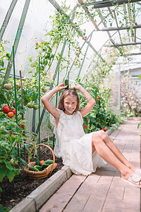 可爱的小女孩在温室收获黄瓜和西红柿菠菜帮手玫瑰胡椒植物蔬菜微笑乐趣沙拉饮食图片