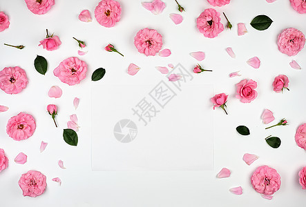 白背景的粉红玫瑰开花芽婚礼植物假期框架卡片花瓣玫瑰庆典纪念日图片