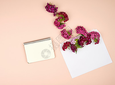 白纸笔记本和土耳其康乃馨Dianthus巴巴图片