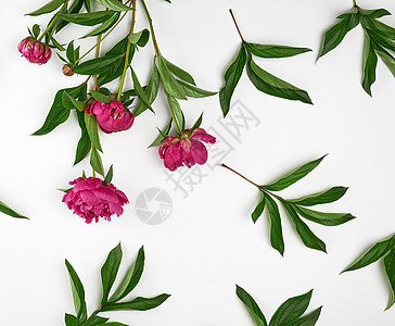 红色盛开的牡丹与绿色的叶子花瓣植物群植物问候语卡片花束框架美丽季节庆典图片