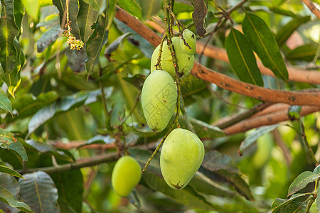 树上的绿芒果森林叶子收成饮食水果生态食物生长农场热带图片