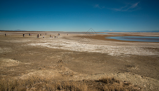 图开沙漠卢塞罗湖 干湖泊底部的石膏晶体背景