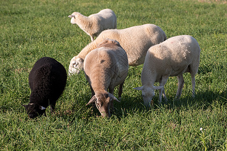 野外绵羊家畜母亲动物母羊羔羊护理白色害群婴儿新生图片