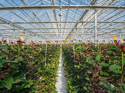 有花朵的温和的玫瑰花天空叶子玻璃收成农业花园植物群植物栽培水培图片