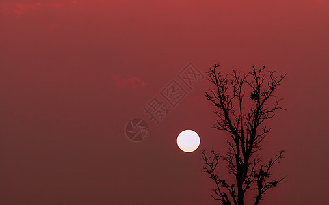无叶树和红日落之上的双轮风鸟图片