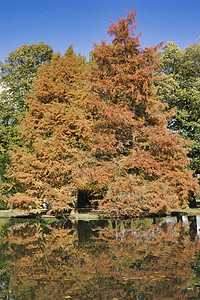 秋树在池塘中闪耀森林季节木头风景绿色黄色树干橙子植物群叶子图片