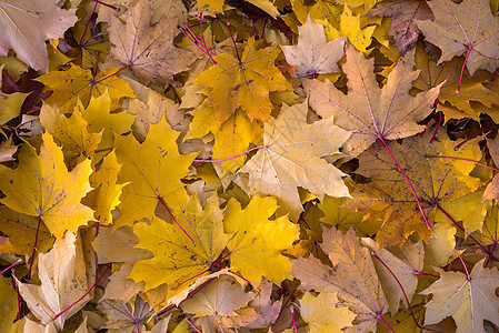 秋天假的背景背景土地森林植物植物群季节性季节红色树叶金子团体图片