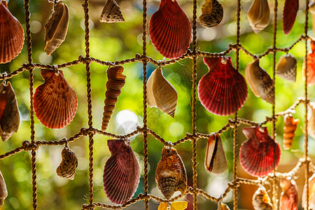 内部的元素 贝壳编织而成的渔网航海窗户窗扇青菜绳索焦点选择性叶子图片