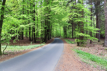 田地和树林的乡村道路风景美丽运输小路国家公园地平线街道蓝色车道树木天空图片